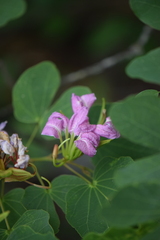 Bauhinia macranthera