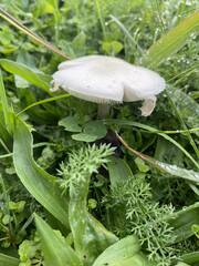 Agrocybe molesta