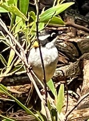 Melithreptus albogularis