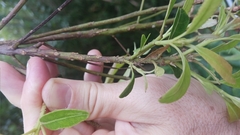 Elaeocarpus decipiens