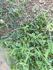 Cyperus erythrorhizos