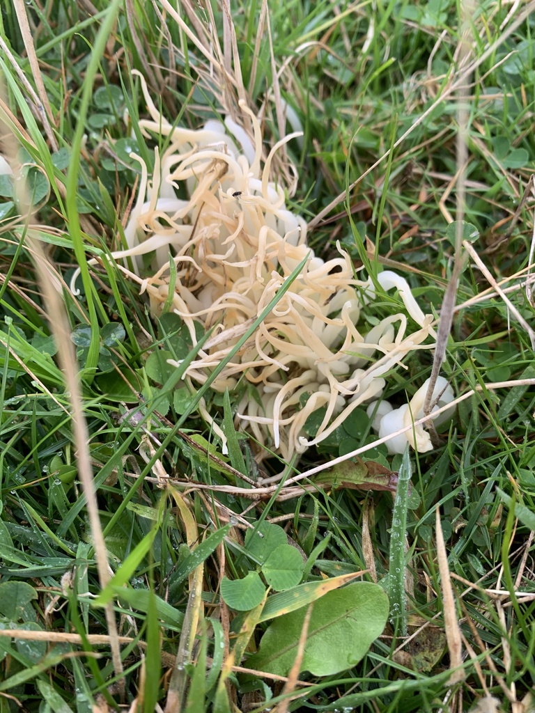 Fairy Fingers from Isle of Man, Dalby, Isle of Man, GB on October 4