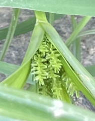 Cyperus erythrorhizos