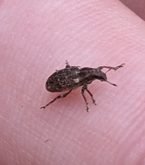 Sitona cylindricollis