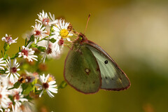 Colias