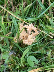 Clavariaceae