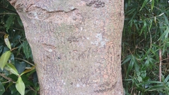 Elaeocarpus decipiens