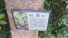 Elaeocarpus decipiens