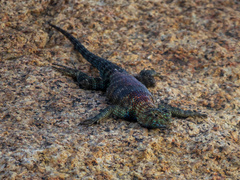 Sceloporus orcutti