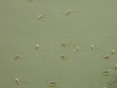 Aquarius paludum paludum