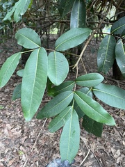 Flindersia bennettii