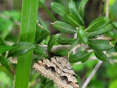 Frederickia s-signata