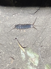 Lepismatidae