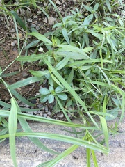 Ludwigia peploides glabrescens