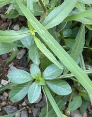 Ludwigia peploides glabrescens