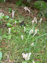 Clavulina rugosa