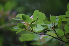 Bauhinia macranthera