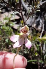 Caladenia pusilla