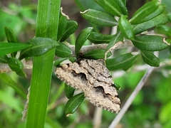 Frederickia s-signata