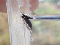 Sternolophus rufipes