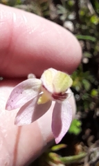 Caladenia pusilla