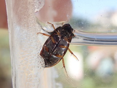 Sternolophus rufipes