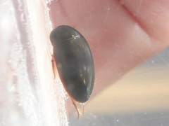 Sternolophus rufipes