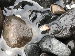 Prothalotia pulcherrima