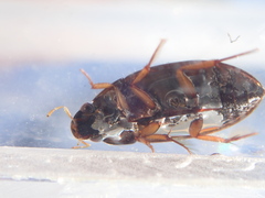 Sternolophus rufipes