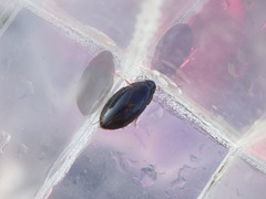 Sternolophus rufipes