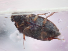 Sternolophus rufipes