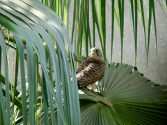 Falco tinnunculus
