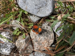 Lycaena phlaeas hypophlaeas