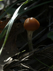 Psilocybe subaeruginosa