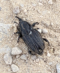 Sphenophorus australis
