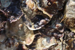 Littoraria sinensis