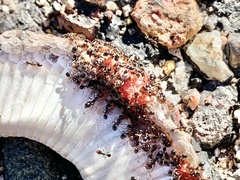 Solenopsis xyloni
