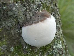 Laetiporus portentosus