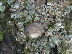Laetiporus portentosus