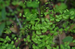 Adiantum jordanii