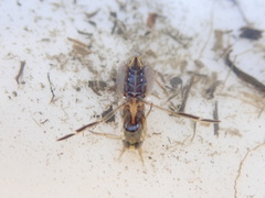 Anisops