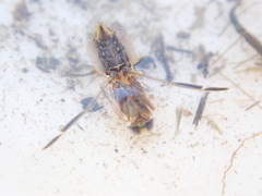 Anisops