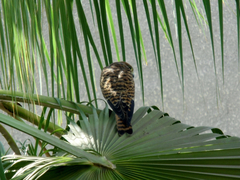 Falco tinnunculus