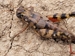 Agroecotettix modestus