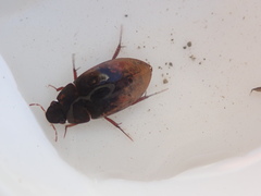 Sternolophus rufipes