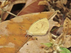 Eurema daira