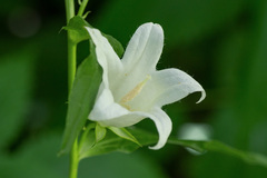 Campanula latifolia