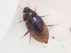 Sternolophus rufipes