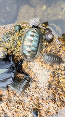 Ischnochiton australis