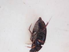 Sternolophus rufipes